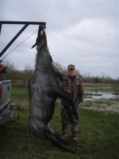 Guided Nilgai Hunting Texas | All Seasons Guide Service