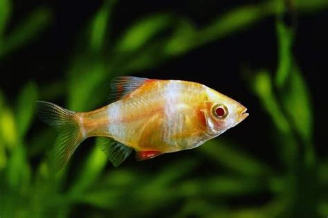 Tiger Barb: Species Profile & Care Guide | Fishkeeping World