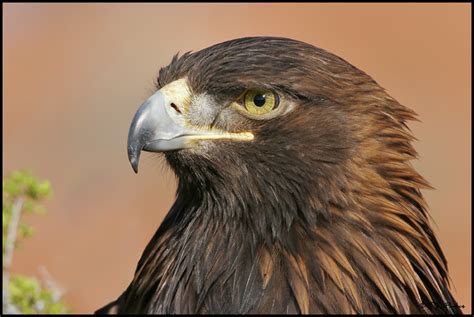 Golden Eagle Page