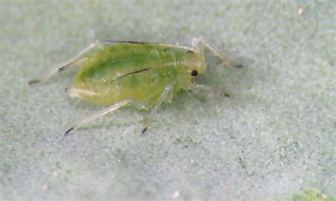 Green peach aphid – Cesar Australia