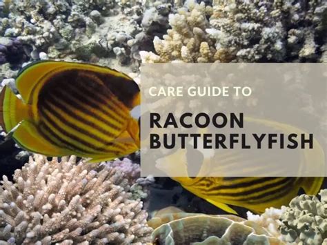 Raccoon Butterflyfish Care Guide & Species Profile | Fishkeeping World