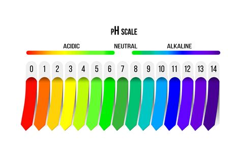 Ph Scale Vector Indicator Chart Diagram Acidic Alkaline Measure | The Best Porn Website