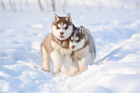 What Kind Of Dogs Were Used In Snow Dogs