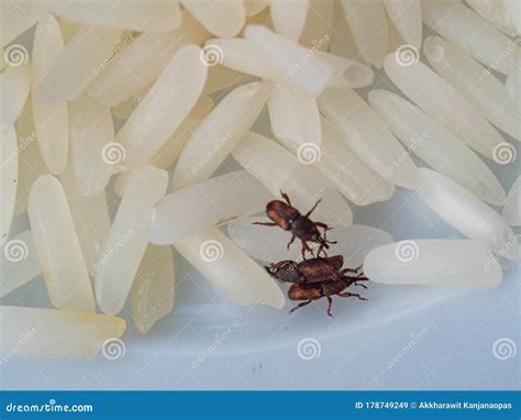 Sitophilus Oryzae Lesser Grain Weevil Injured On Rice. Royalty-Free ...