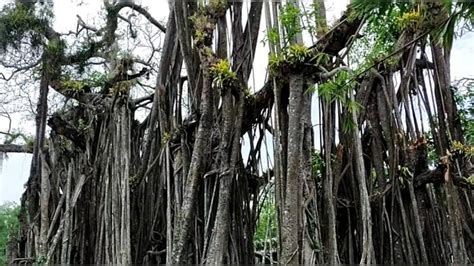 ancient banyan tree of hasnabad goratala in north 24 parganas has an unique past and glorious ...