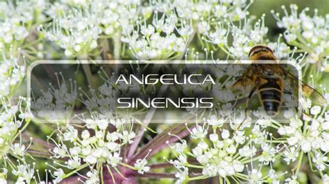 Benefits of Angelica Sinensis | Interstellar Blends | Activate Your ...