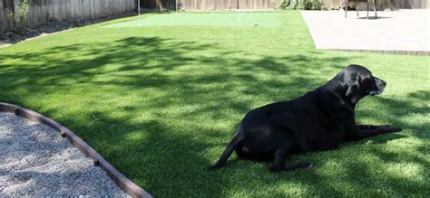 Artificial Grass For Dogs Benefits & Buying Guide - The Pet Well