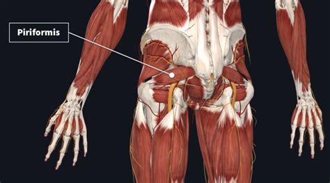 piriformis muscle origin and insertion Archives - SAMARPAN ...