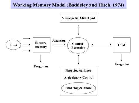 Working Memory Model In Psychology (Baddeley & Hitch)