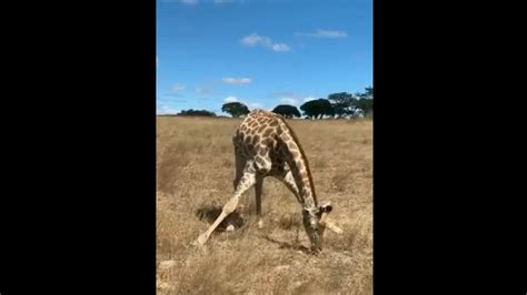 Ever Seen a Giraffe Eating Grass? This Viral Video Has People Sharing ...