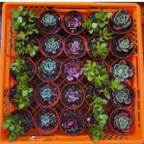 BANDEJA DE 25 PLANTAS SUCULENTAS CONGUILLIO - DecorGreen Chile Tienda ...