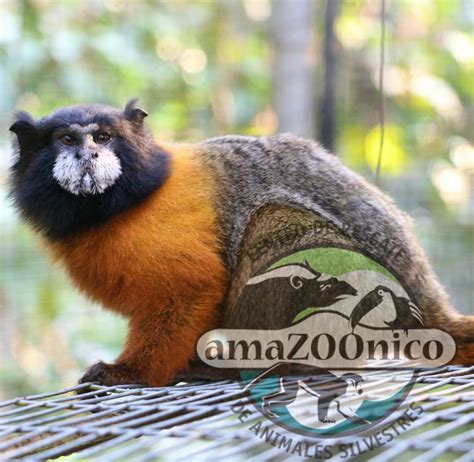 Wildlife Rehabilitation - a Jungle Adventure | Volunteer in Ecuador 2025