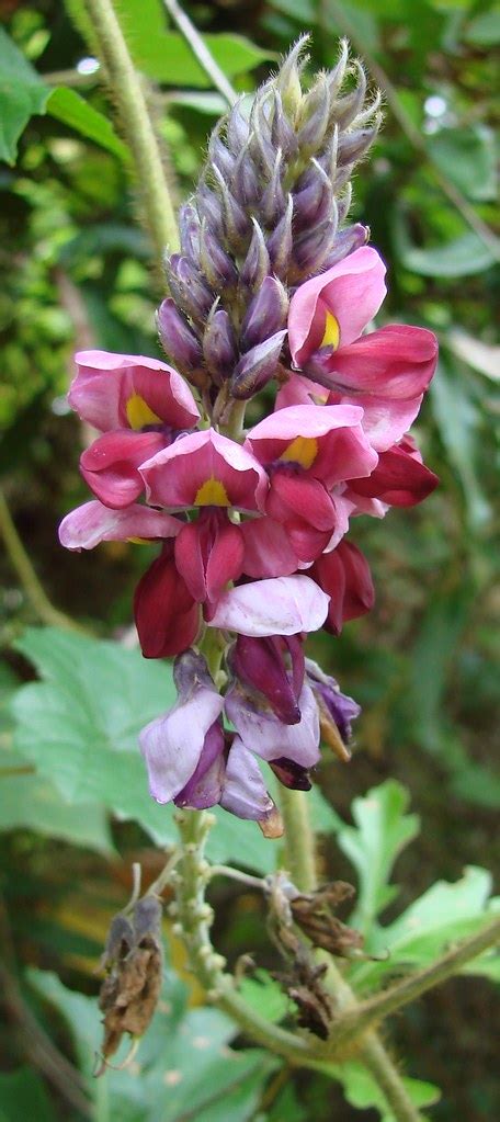 Kudzu flower heads | Kudzu is one of the amazing features of… | Flickr