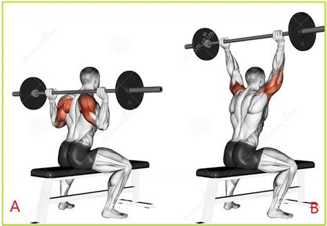 Basic Exercises For Broader Shoulder ~ www.bodybuilding110.com