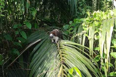 Cruise Shore Excursion Panama: Wildlife Gatun Lake