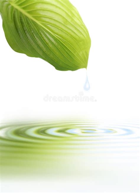 Green Leaf with Water Reflection Stock Illustration - Illustration of ...