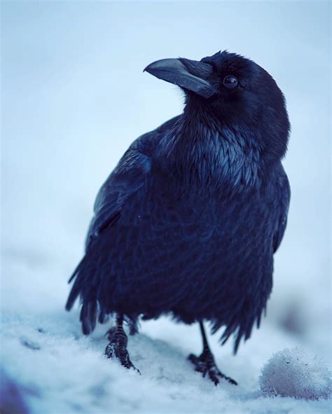 Raven in snow. © Sean Arbabi | seanarbabi.com (all rights … | Flickr