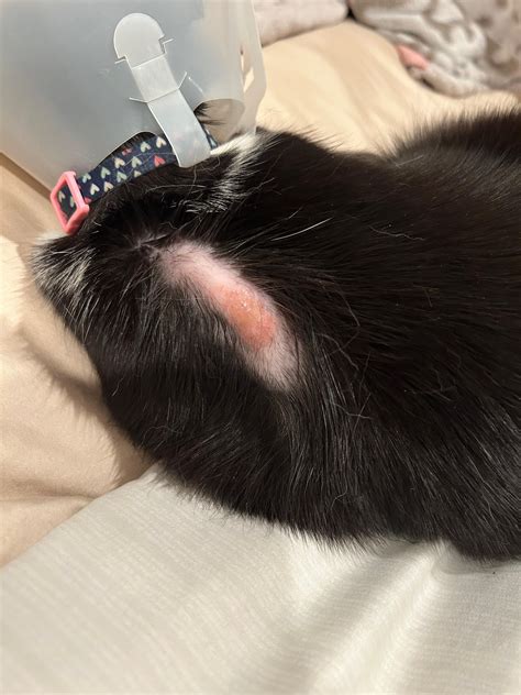 Please help me with my cat’s sudden hair loss.. : r/catcare