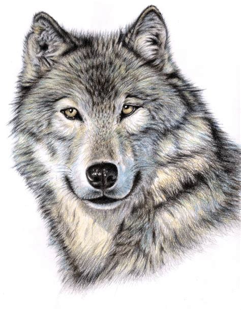 The Wolf Portrait Drawing by Nicole Zeug | Saatchi Art