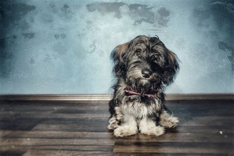 Vintage Dog Free Stock Photo - Public Domain Pictures