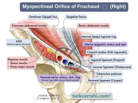 Anatomy Of The Inguinal Region SpringerLink | atelier-yuwa.ciao.jp