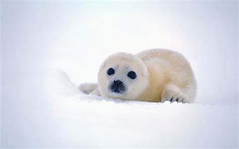 Free download | HD wallpaper: baby, cute, seal, snow | Wallpaper Flare