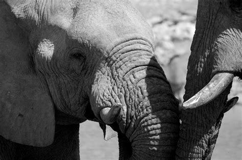 White Elephant Meaning & Symbolism (Majesty and Purity)