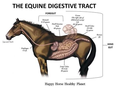 Are Horses Ruminants Or Non-ruminants? | Horse is Love