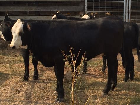 4 - Top Quality Black Baldy Replacement Heifers - Texas