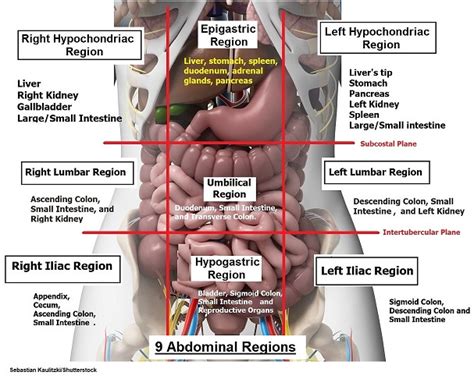 Four Abdominal Quadrants and Nine Abdominal Regions | Anatomy and ...