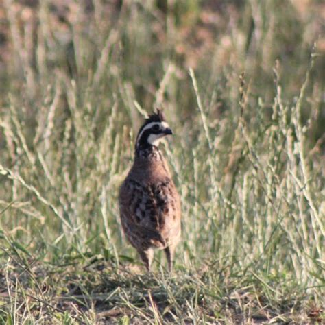 Northern Bobwhite | Project Noah