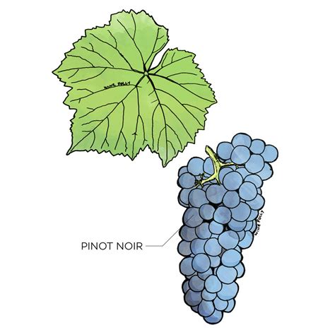 The Comprehensive Guide to Pinot Noir | Wine Folly