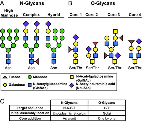 Glycosylation schematic. (A) Diagram of high-mannose (left), complex... | Download Scientific ...