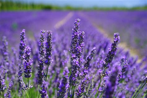 Lavender Farm | Chappell Hill Lavender Farm | Brenham