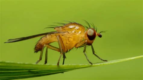 8 Crucial Differences between Gnats and Fruit Flies with Table - Animal ...