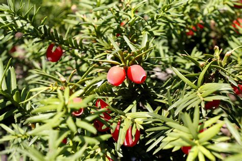 66 Square Feet (Plus): Taxus berries