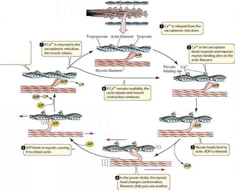 Steps Of Muscle Contraction - Plasma Membrane | Muscle contraction ...