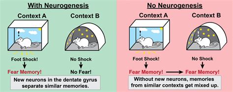 Contextual Fear Conditioning Knowing Neurons - Knowing Neurons