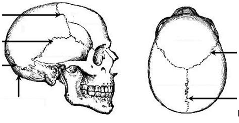 Skull Sutures Diagram | Quizlet