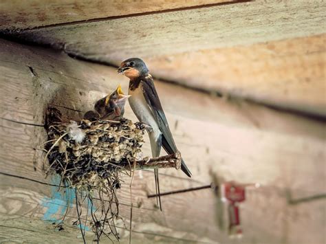 Barn Swallow Nesting (All You Need To Know) | Birdfact