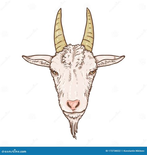 Goat Head Cartoon Vector | CartoonDealer.com #10041177