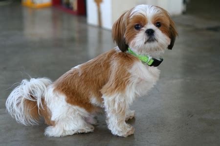 Bea-Tzu (Beagle Shih-Tzu Mix) Info, Temperament, Training, Puppies, Pictures