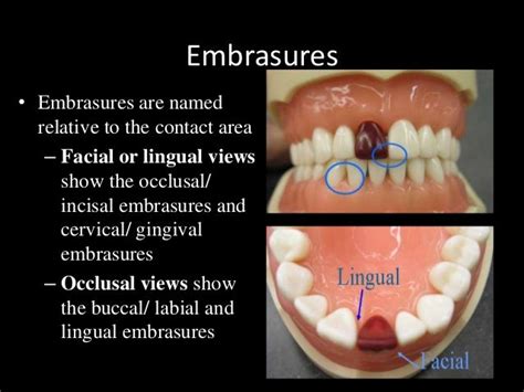 dental anatomy & physiology of permanent teeth