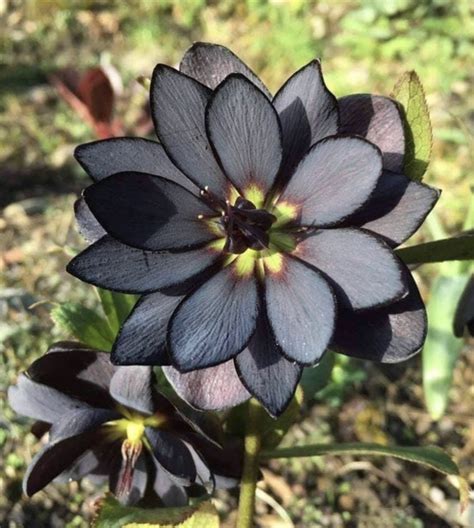 Black Flowers, Exotic Flowers, Real Flowers, Beautiful Flowers, Lotus Flower Pictures, Best ...