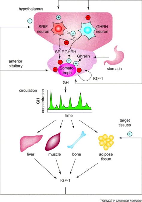 Biological effects of growth hormone and its antagonist: Trends in Molecular Medicine