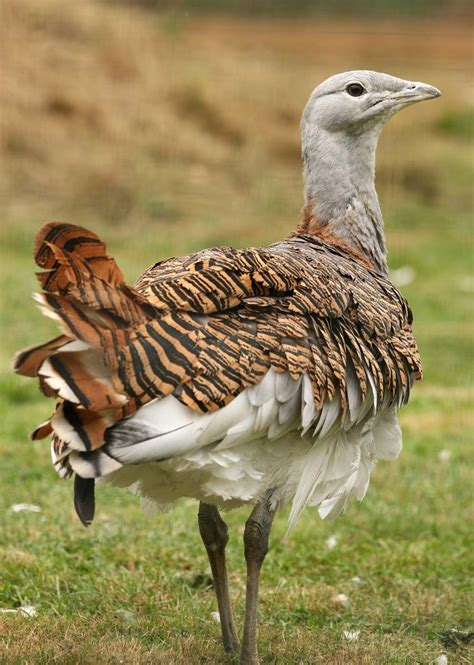 bustard - Students | Britannica Kids | Homework Help