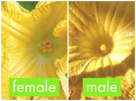 Male Female Male Pumpkin Flower / Male female male pumpkin flower.