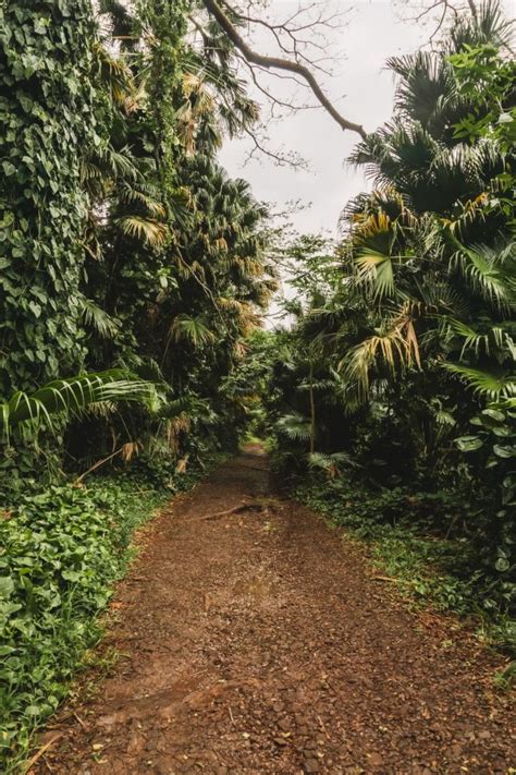 Moanalua Valley Trail: "Legal" Way To Stairway to Heaven Hike