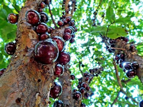 Jabuticaba – The Tree that Fruits on its Trunk ~ Kuriositas