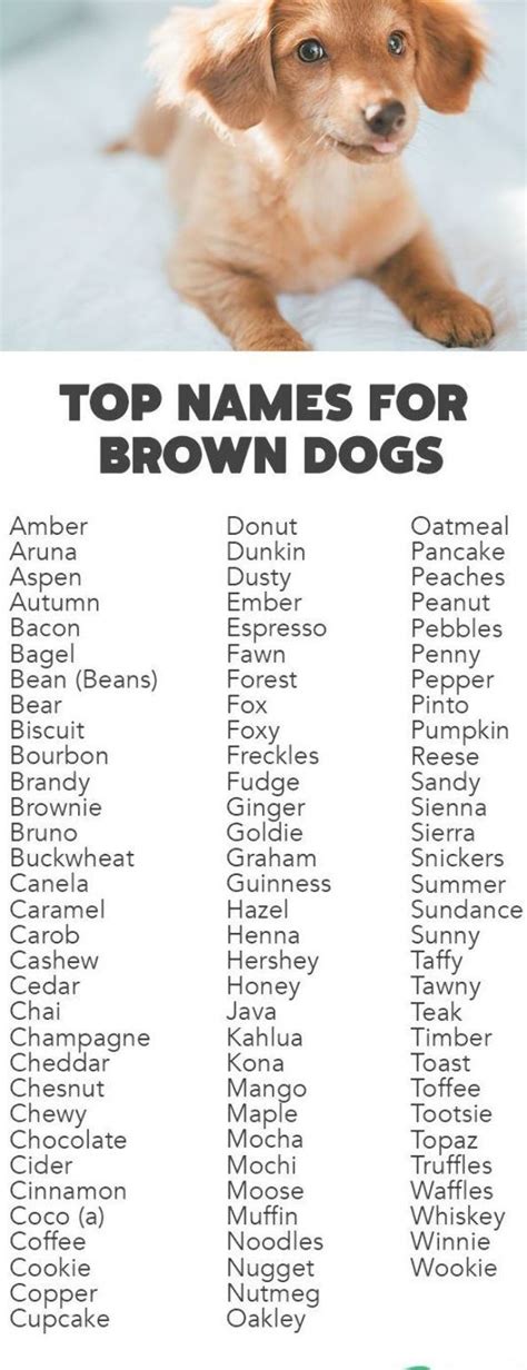 We've rounded up the top names for brown dogs and brown puppies. | Cute names for dogs, Brown ...